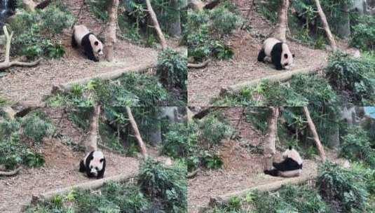 一只大熊猫在新加坡动物园公园里吃棍子。广高清在线视频素材下载