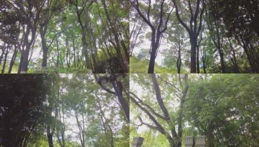 森林公园树林植物空镜头高清在线视频素材下载
