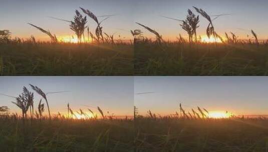日落时分的小麦高清在线视频素材下载