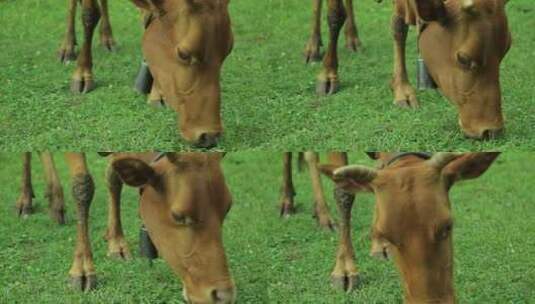 小牛吃草实拍视频高清在线视频素材下载