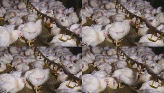 养鸡场饲养白羽鸡环境 (10)高清在线视频素材下载