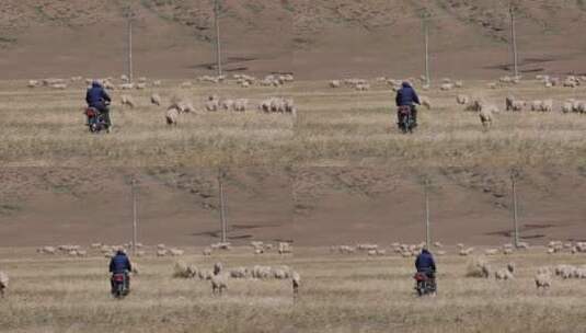 4K 牧羊人追赶羊群高清在线视频素材下载