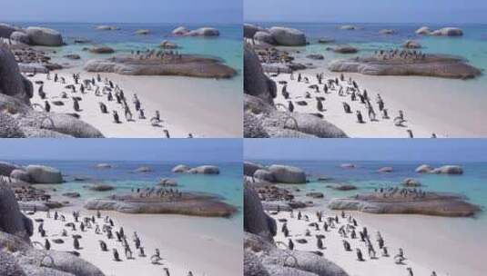 黑脚企鹅坐在好望角的海滩上高清在线视频素材下载