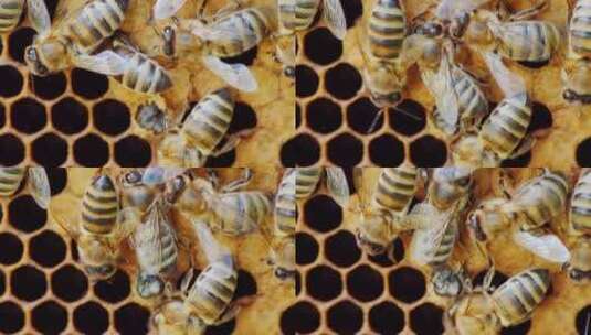 一只新生蜜蜂出现在蜂窝细胞中高清在线视频素材下载