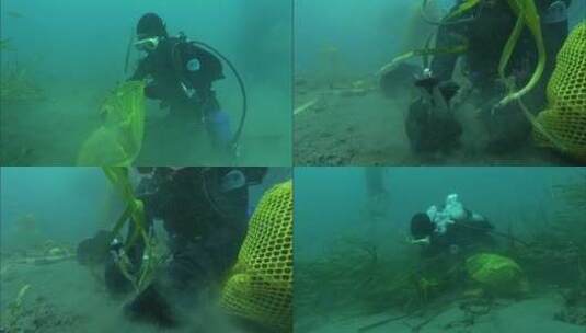 潜水员在海底种植鳗鱼草高清在线视频素材下载