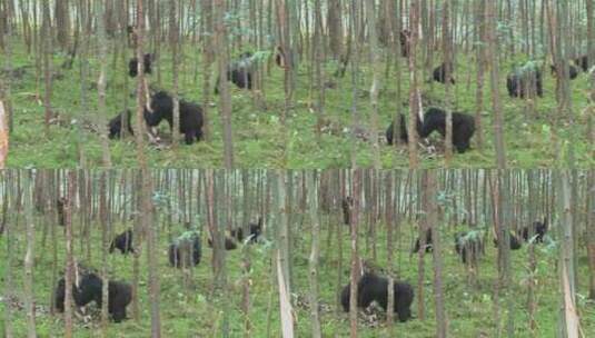 山地大猩猩在卢旺达的桉树林中觅食高清在线视频素材下载