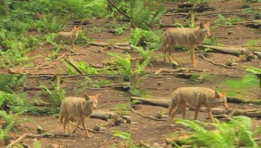 森林里的郊狼在四处张望高清在线视频素材下载