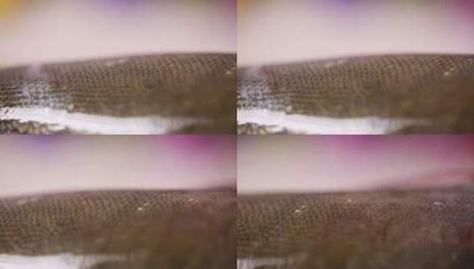 草鱼鱼皮表面鱼鳞高清在线视频素材下载
