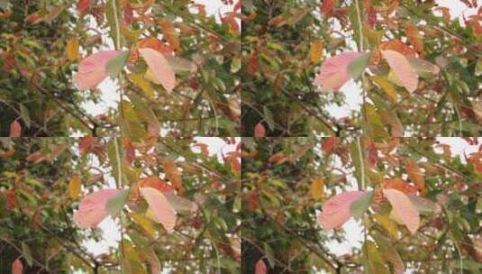 秋天枯黄树叶高清在线视频素材下载