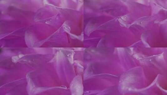 紫色花瓣特写高清在线视频素材下载