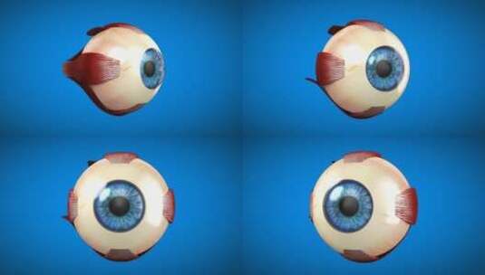 眼球 眼镜 医学 眼球结构 眼高清在线视频素材下载