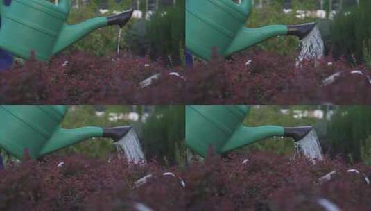 浇在花园灌木丛上的喷水罐特写高清在线视频素材下载
