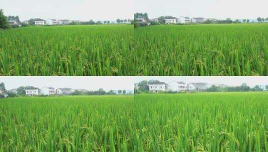 乡村水稻稻穗特写高清在线视频素材下载