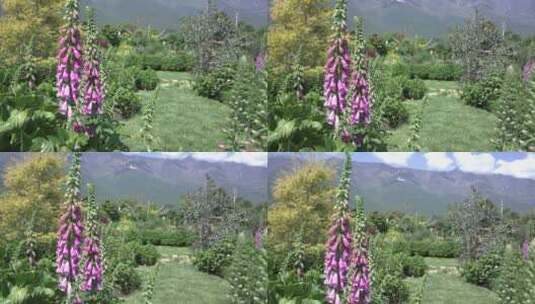 花园花房鲜花花卉特写高清在线视频素材下载