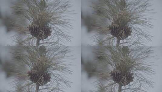 松树油松松针LOG高清在线视频素材下载