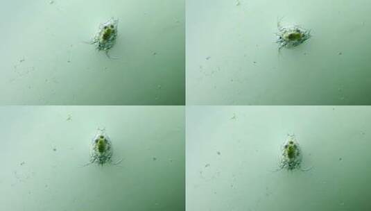 科学纪录片素材，显微镜下的桡足类幼虫2高清在线视频素材下载