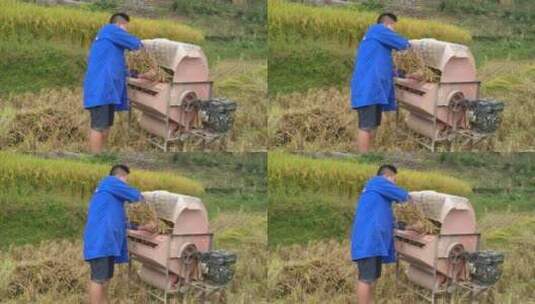 男人用机器收割稻谷高清在线视频素材下载