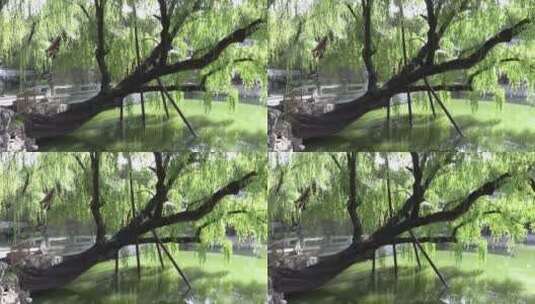 植物-北京颐和园谐趣园内古柳树高清在线视频素材下载
