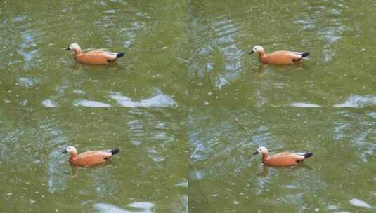 赤麻鸭在水面游动觅食高清在线视频素材下载