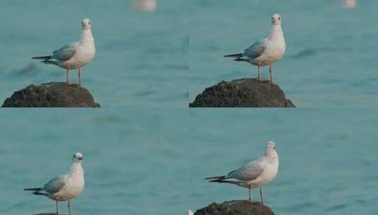 深圳湾鸟类栖息地自然风光视频高清在线视频素材下载