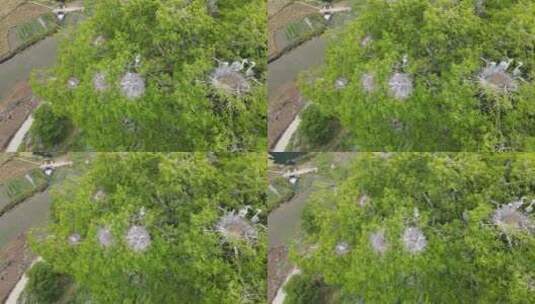 近距离观测苍鹭（灰鹤）在树上的生活高清在线视频素材下载