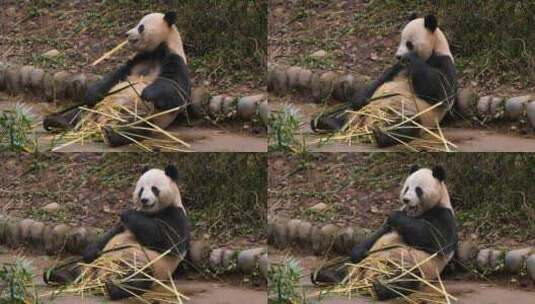 坐在地上吃竹子的熊猫高清在线视频素材下载