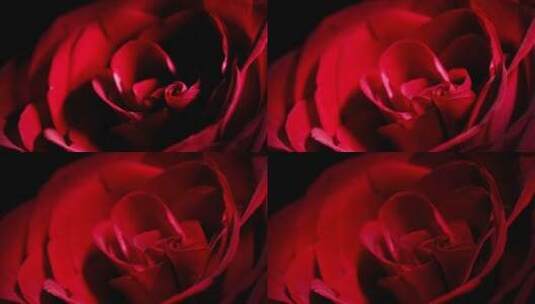 红玫瑰扫光高端美妆广告高清在线视频素材下载