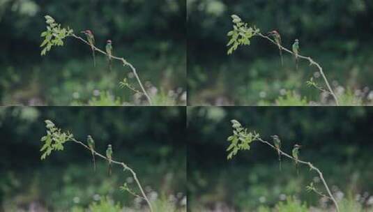 枝头的鸟儿成双对高清在线视频素材下载