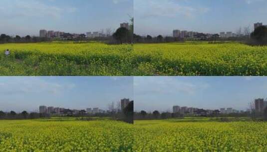 高清航拍城市边春天油菜花田野空镜高清在线视频素材下载