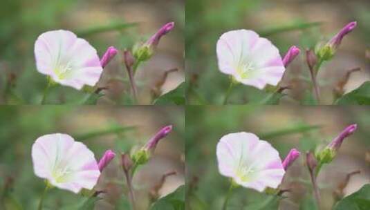 牵牛花飘动高清在线视频素材下载