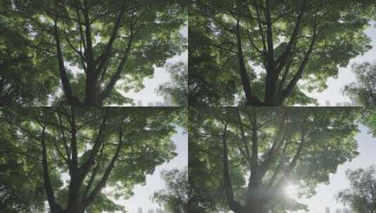 唯美夏天阳光从树缝穿出来高清在线视频素材下载