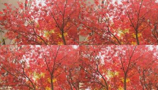秋天红色的枫叶鸡爪槭高清在线视频素材下载