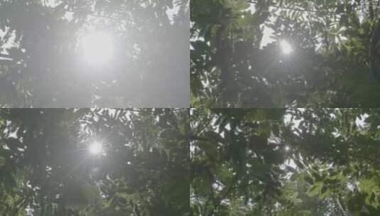夏天的枫杨逆光阳光LOG高清在线视频素材下载