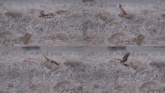 冬季老鹰飞行觅食慢镜头高清在线视频素材下载