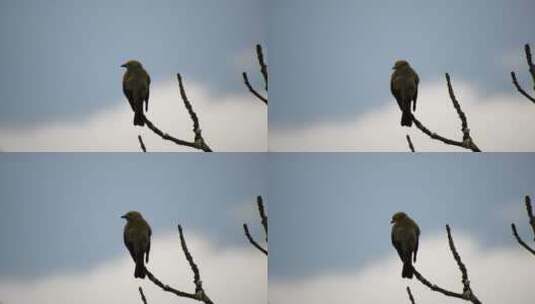 枝头上观望的小鸟高清在线视频素材下载