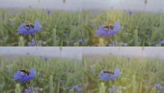 蜜蜂在蓝色矢车菊上高清在线视频素材下载