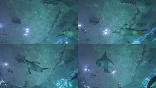 企鹅在水面上游泳高清在线视频素材下载