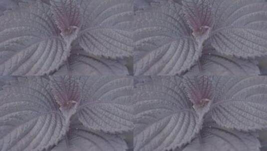 紫苏叶紫苏种植LOG高清在线视频素材下载