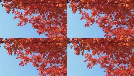 大自然秋天美丽的天空 红色美丽的树木叶子高清在线视频素材下载