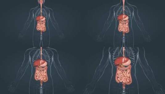 医学人体3D器官动画 肝 胆 肠 胃大肠高清在线视频素材下载