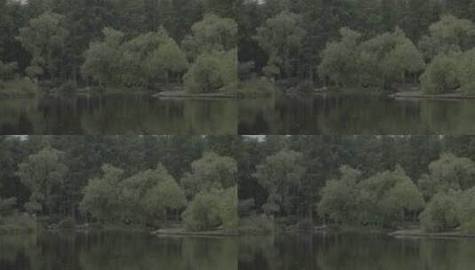 共青森林公园湿地高清在线视频素材下载