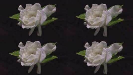 花卉素材高清在线视频素材下载