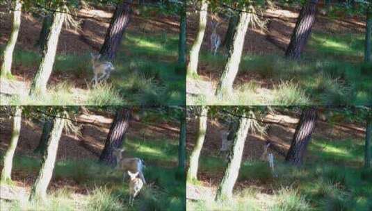 林地里奔跑的鹿群高清在线视频素材下载