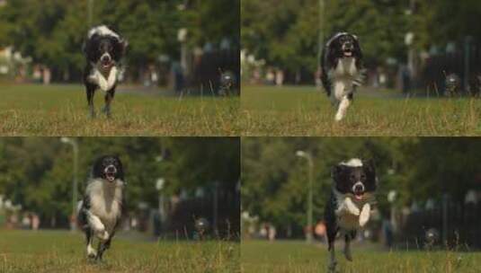 草地上奔跑的狗高清在线视频素材下载
