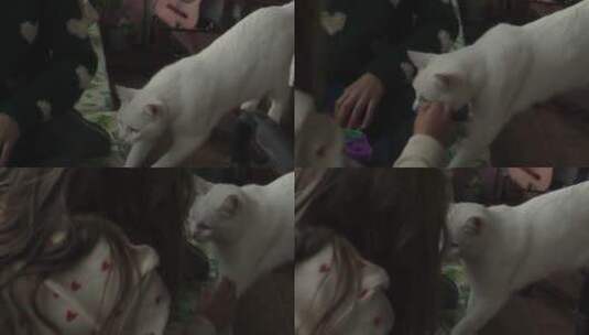 可爱的白色猫咪高清在线视频素材下载