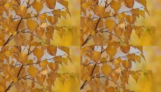 深秋景色 金黄色树叶微风中摆动 特写 4k高清在线视频素材下载