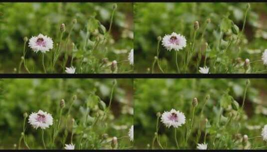 花园里的矢车菊花高清在线视频素材下载