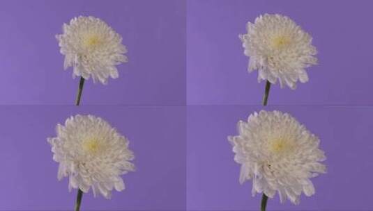 白色花朵特写高清在线视频素材下载