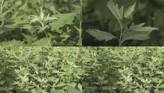 原创实拍种植的艾草艾叶植物特写高清在线视频素材下载