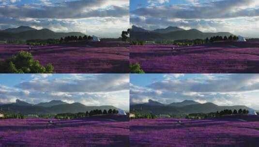 夕阳下美丽的紫色马鞭草花海高清在线视频素材下载